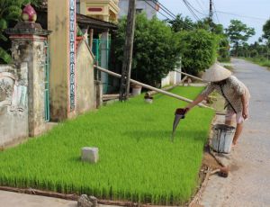 Nam Định: 23.100ha lúa phải gieo cấy lại